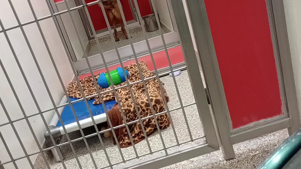 Kate 3y A839916 kennel 168 PACC shelter she adjusts 2 new face very quickly❤️happy angel frolics