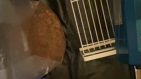 No Edits, Just Fungi - Wild Oyster & Reishi Spawn to Bulk Substrate - Aerial POV