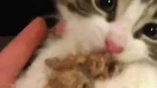 Rescued injured cat