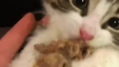 Rescued injured cat