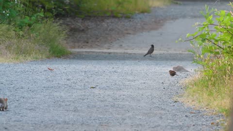 Northern Flicker Takes a Dust Bath