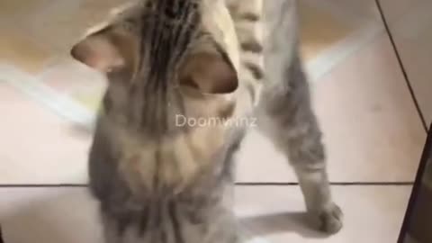 Cat Core