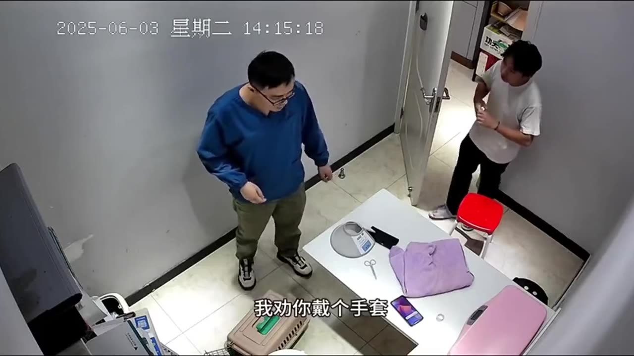 Raging cat attacks the vet