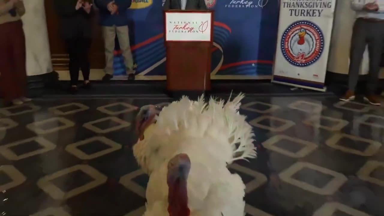 🦃 GOBBLE AND WOBBLE!!