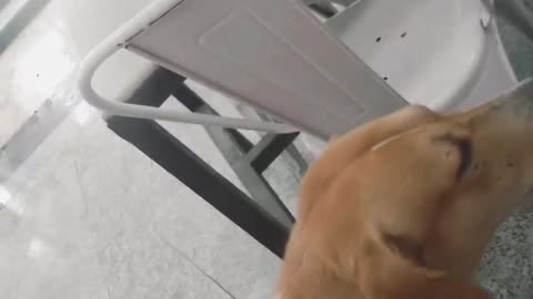 🐶😂 Who Let the Dogs Out?! | FunFM