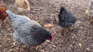 Unloading fruit treats to brighten up gloomy days.