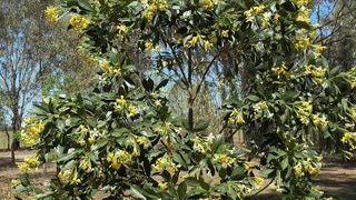 Beautiful Frangipani at Jaya