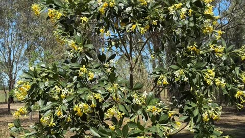 Beautiful Frangipani at Jaya