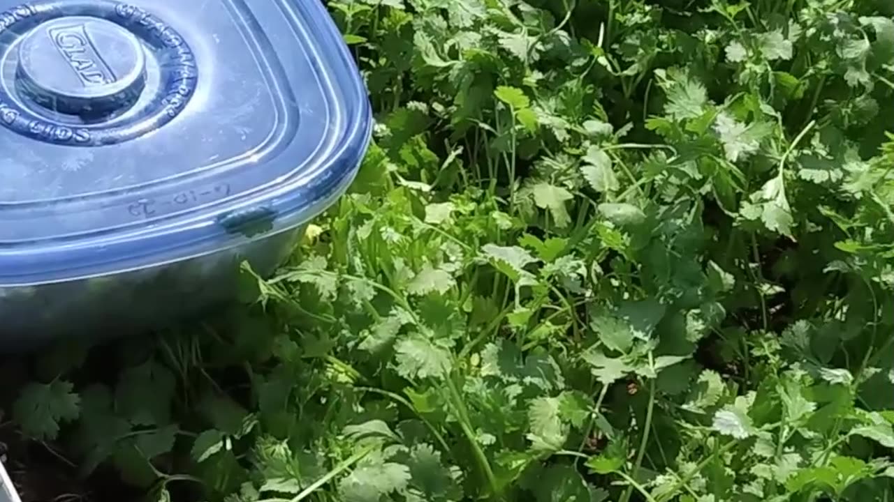 Cilantro For The Year