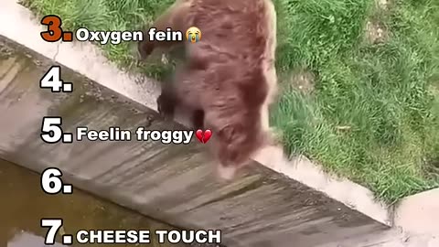 Very special animal activities