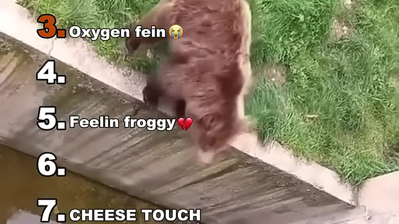 Very special animal activities