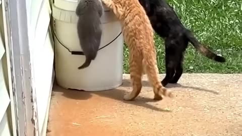 This kitten just wants to be big ❤️