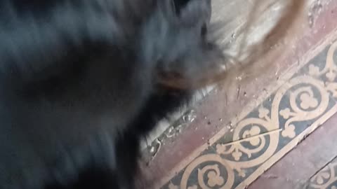 The dog eaters