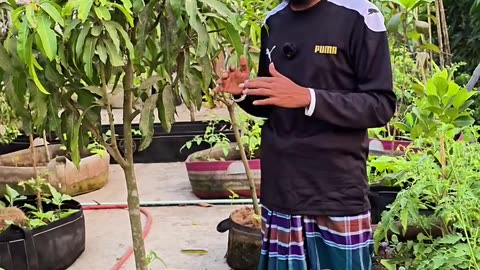 গাছে মুকুল আসার সময় করণীয় কী? 🌼 ফলন নিশ্চিত করার গাইড | Siraj Tech