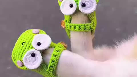 If you are watching this video, know that God has made you the guardian angel of a hungry cat💝