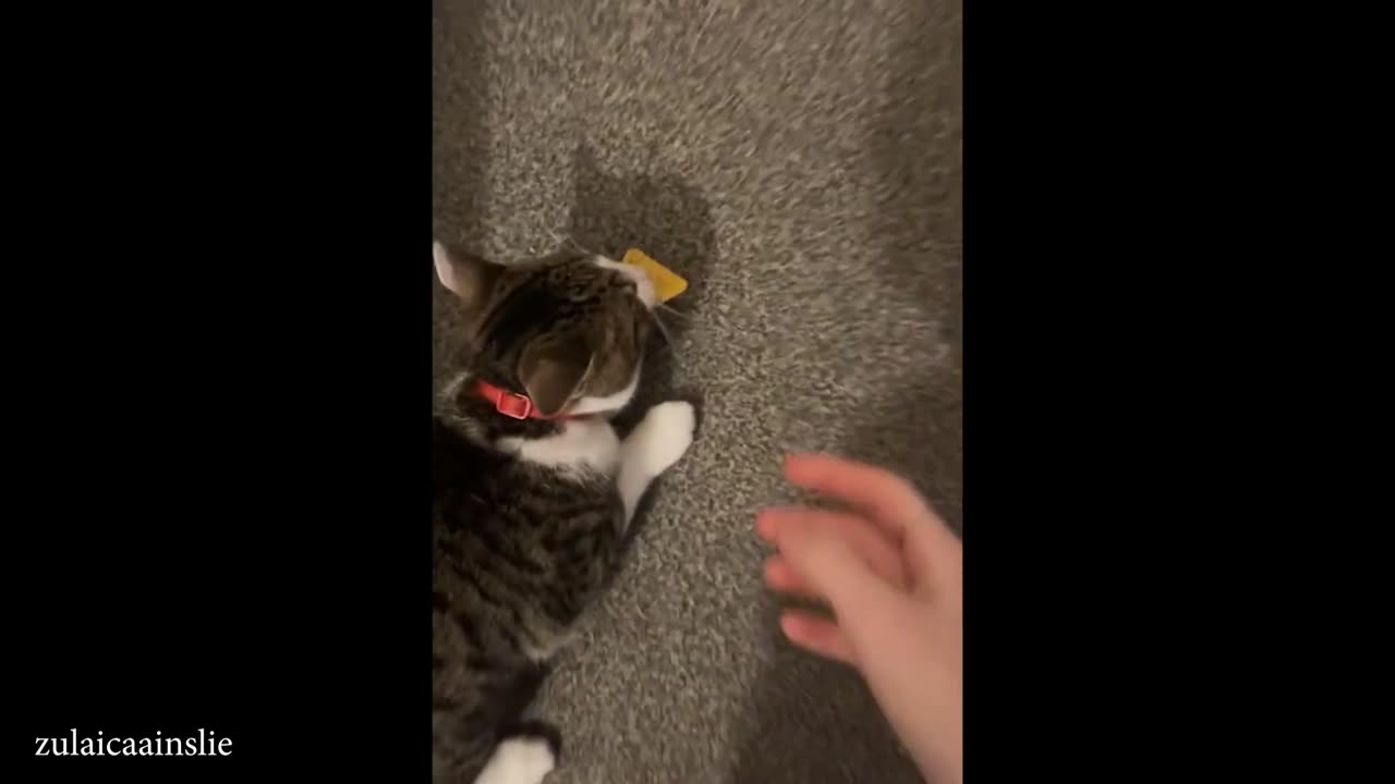 Your cat's brain is literally made of shrimp 🐱