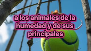Wimbledon recicla 50000 pelotas para salvar una especie