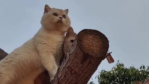 This cat has soft fur and is lovely!
