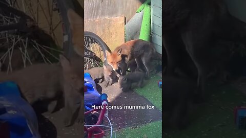 Лиса начал приходить к девушке каждый день и вот что их этого получилось