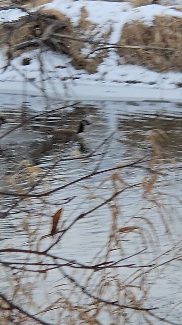 Geese Parade Past my Woodland Church