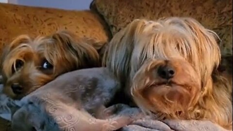 Batman & Chewy -- Angels in the Morning #funnydogs #yorkies