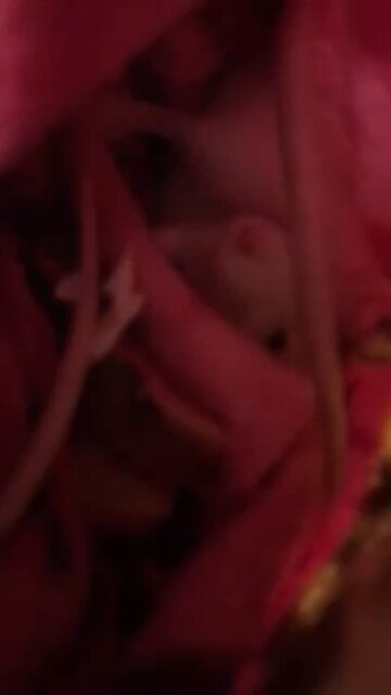 Young Fancy Rats Enid And Wednesday Cuddling