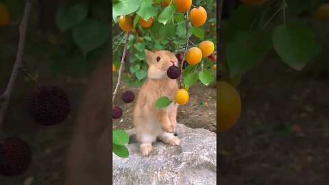 Little Greedy Rabbit, Cute Pet Rabbit, Little Cute Pet in Countryside