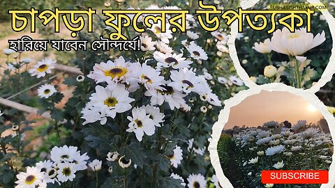 Chapra Flower Valley 🌸| Ranaghat’s Hidden Floral Paradise | Full Garden Tour 🌿🌼 #Subhasishthakur