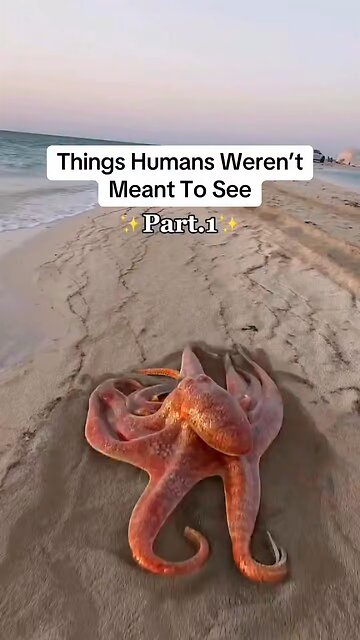 They Said You Will Eat Insects. Have you figured it out yet? They Are Secret handshaking Satanist.