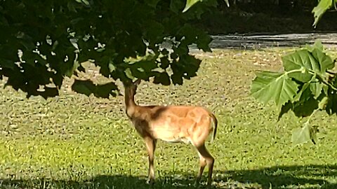 FL Fawn first Snort