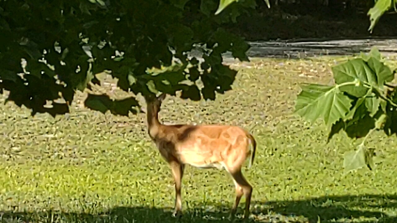 FL Fawn first Snort