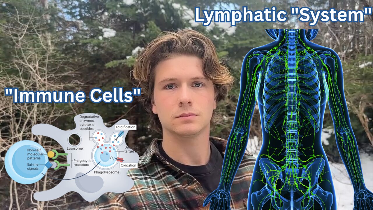 The Immune System Doesn't Exist - Tolerance, Phagocytosis & Lymph