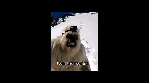 vlogs