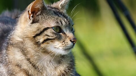 funny cat