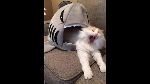 cat sell fish in mac😁😁😁
