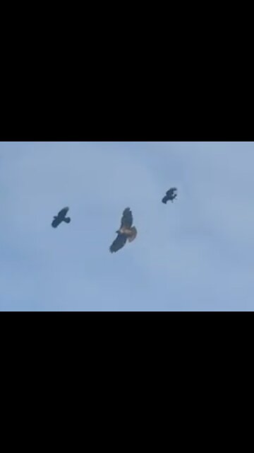 Crows mobbing on huge red-tailed hawk