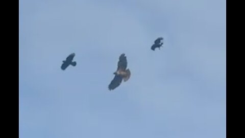 Crows mobbing on huge red-tailed hawk