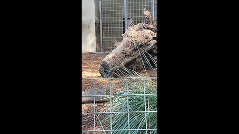 Giant Anteater #giantanteater #anteater #followme #trending #viral #shorts