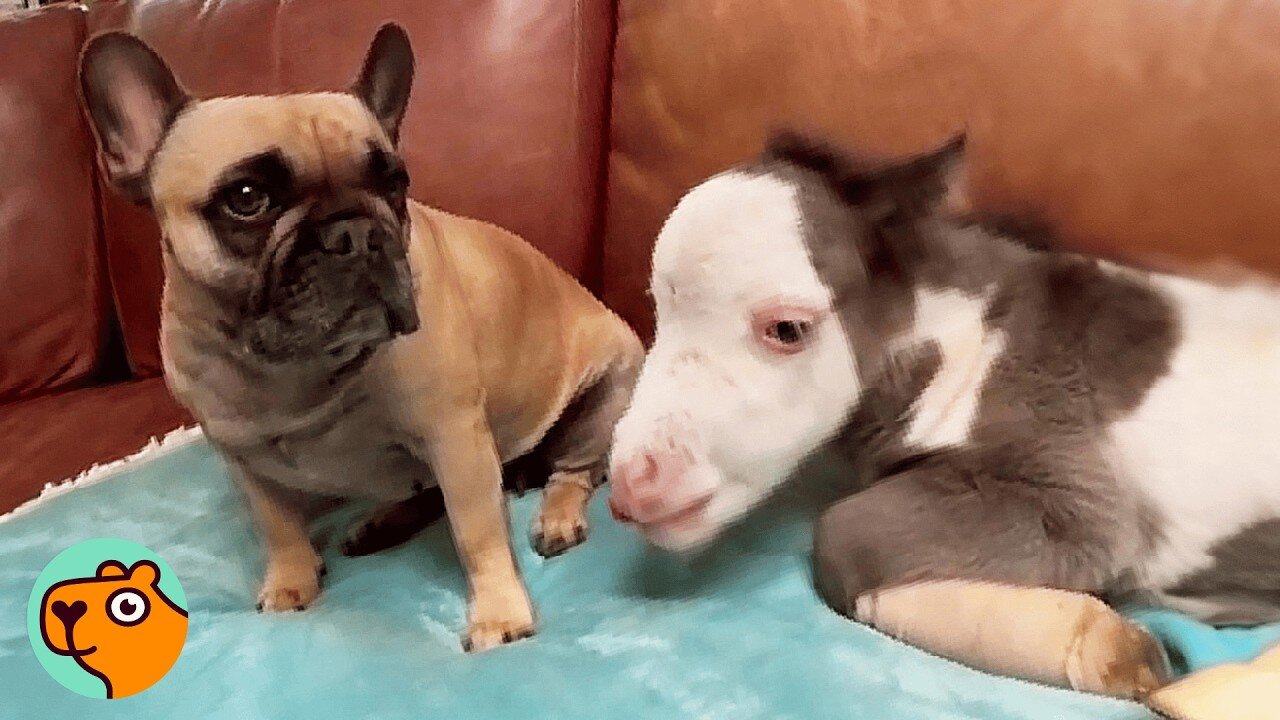 Two Huge Horses Had Not Friends Until One Lucky Day | Cuddle Buddies