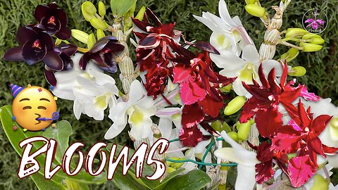 Stunning Variety of FRAGRANT Orchids in Bloom Angraecum Catasetum Vanda Dendrobium #ninjaorchids