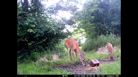 Deer Cam 07-24-2025 Game Cam Trail Cam