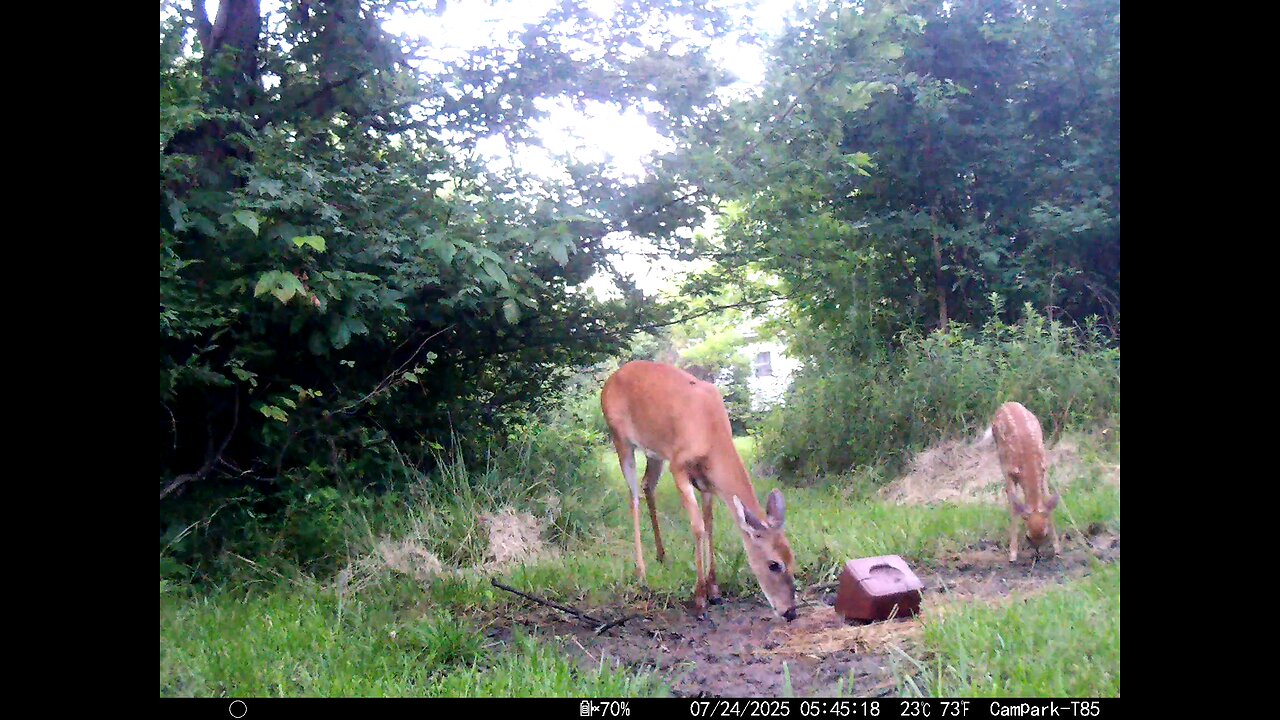 Deer Cam 07-24-2025 Game Cam Trail Cam