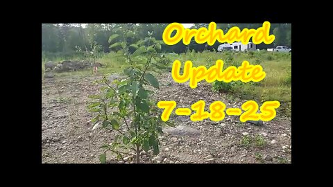 Orchard Update 7 18 25 | Comfrey is Growing !!