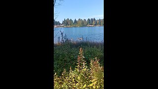 CANADIAN HONKERS