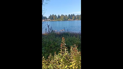 CANADIAN HONKERS