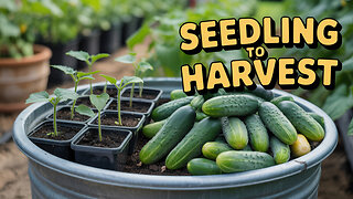 Grow Cucumbers Like a Pro Using Secondary Containers!