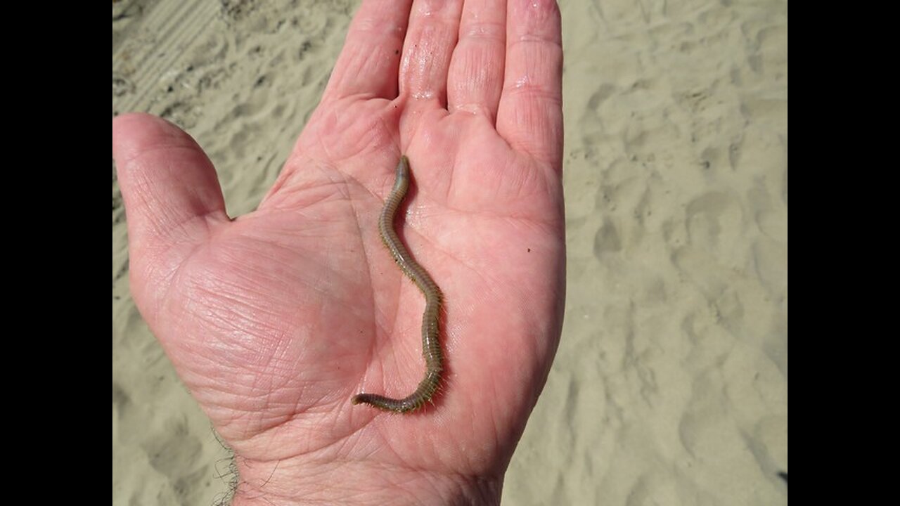 How to Hook Worms for Surf Fishing