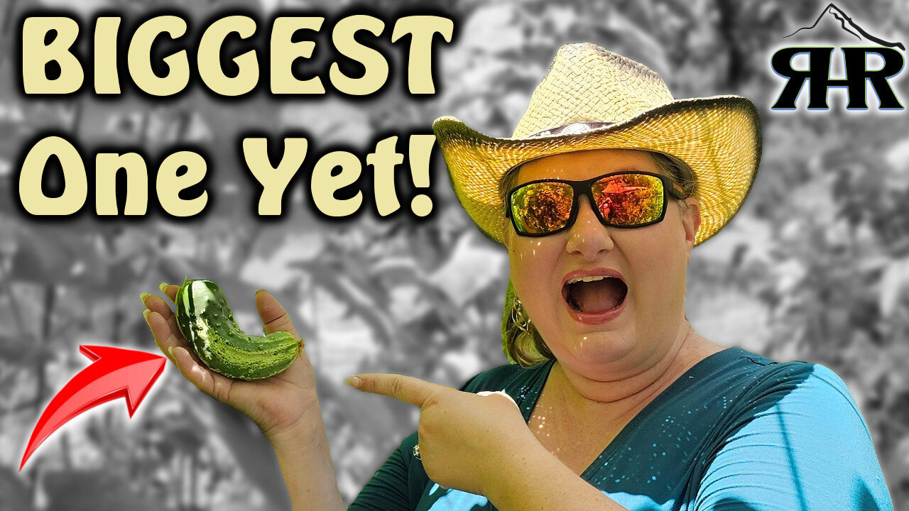 Harvesting HEAPS of Garden Goodies! 🍅🍃 Cucumbers, Beans, Peas & Trimming Tips!