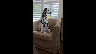 Luna Daydreaming