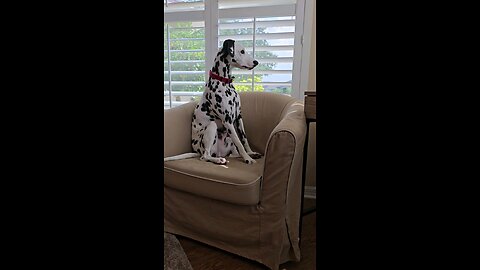 Luna Daydreaming